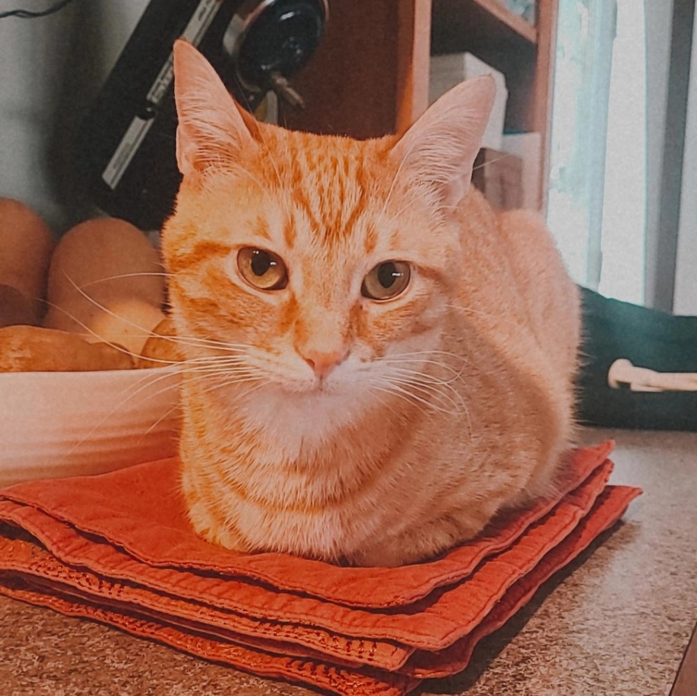 Meet your Posher, Karlie